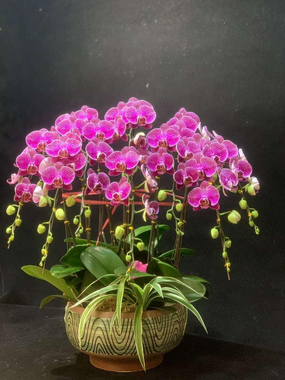 台灣蘭花09087