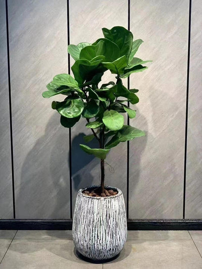 琴葉榕-網紅綠植