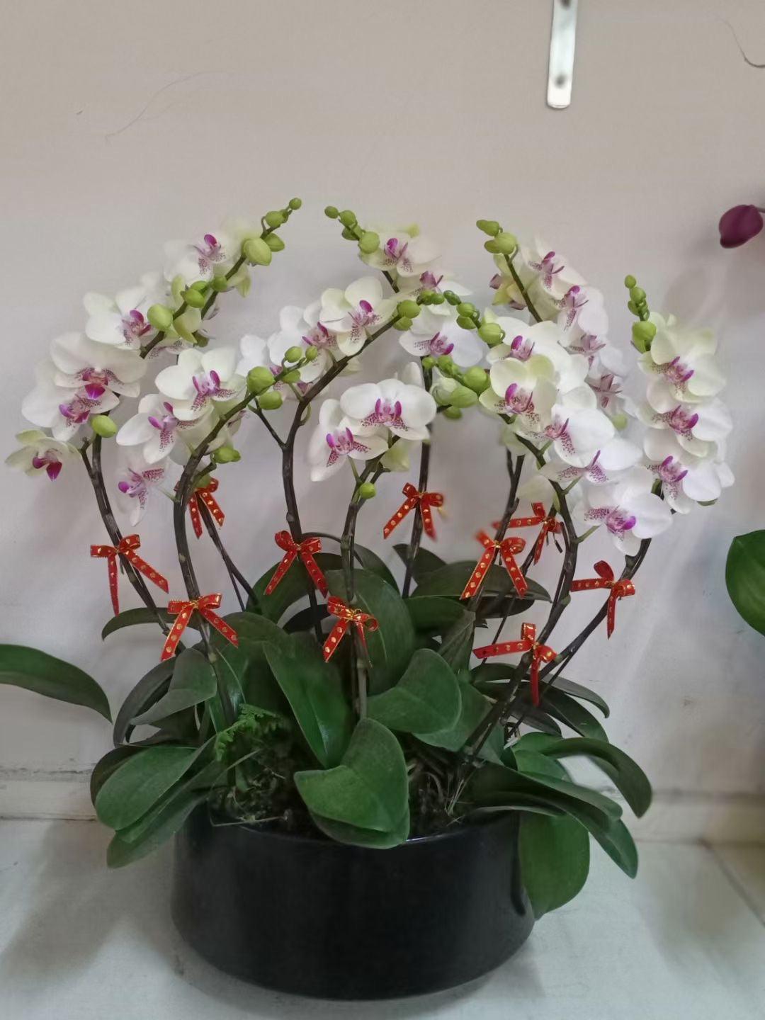 台灣蘭花潔白王子0707044